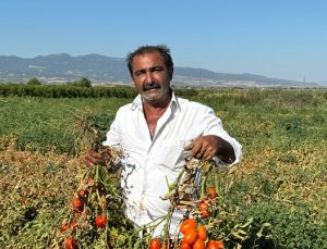 Salçalık domates fiyatlarına tepki gösteren Manisalı çiftçi, domatesi tarlada bıraktı