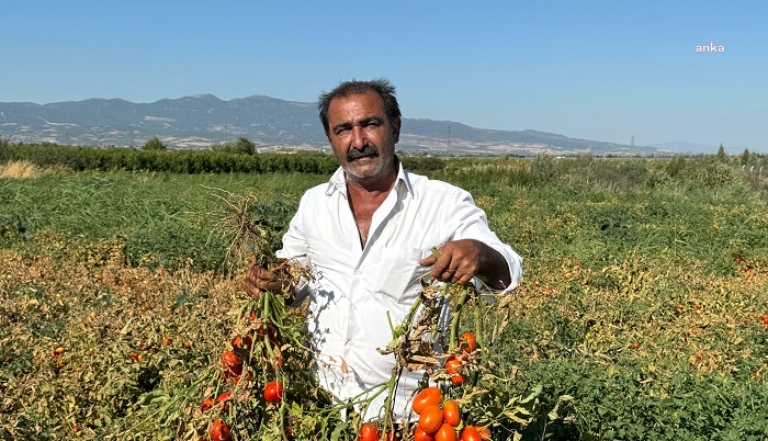 Salçalık domates fiyatlarına tepki gösteren Manisalı çiftçi, domatesi tarlada bıraktı